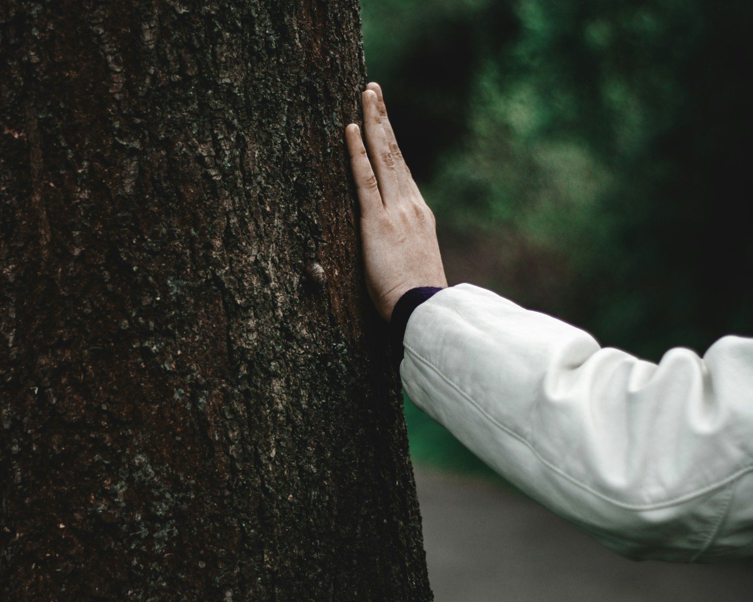 Forest bathing