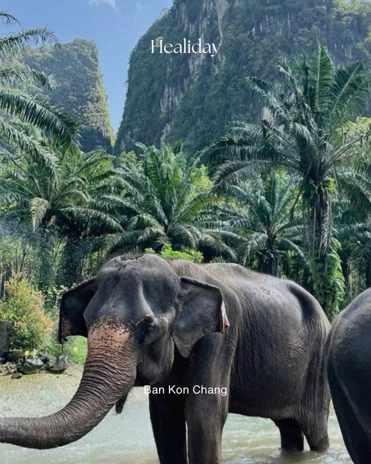 An elephant among the palms at Ban Kon Chang, Koh Chang
