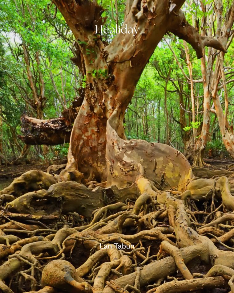 Ancient mangrove roots at Lan Tabun, Trat